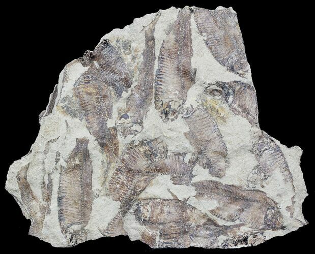 Fossil Fish (Gosiutichthys) Mortality Plate - Lake Gosiute #54971